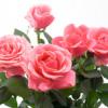 Розовые сады